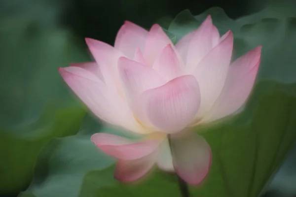 中国湖中一朵莲花的近景 — 图库照片