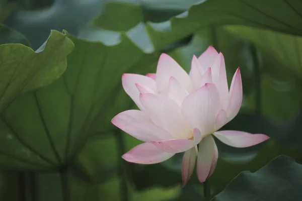 Close Uma Flor Lótus Uma Lagoa China — Fotografia de Stock