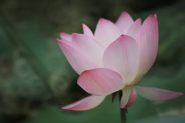 Nahaufnahme Einer Lotusblume Einem Teich China — Stockfoto