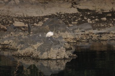 Akbalıkçıl kuşu, kıyıda su, Hong Kong