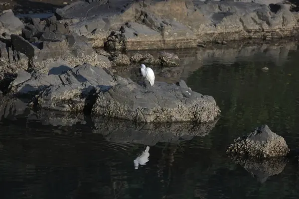 Een Witte Zilverreiger Vogel Water Aan Wal Hong Kong — Stockfoto