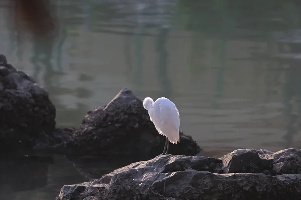Птица Белой Цапли Вода Берегу Гонконг — стоковое фото