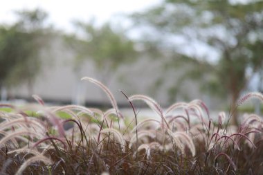 Çeşme otu veya pennisetum alopecuroides, hk