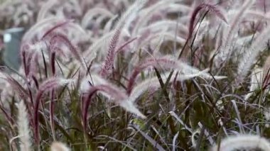 Çeşme otları veya pennisetum alopecuroides, hk