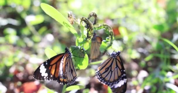 Monarker Blomma Fjärilar Vilar Blommor — Stockvideo