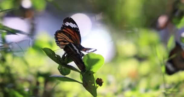 Монархи Квітці Метелики Спираються Квіти — стокове відео
