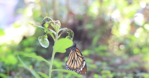 Monarchowie Kwiatach Motyle Spoczywające Kwiatach — Wideo stockowe