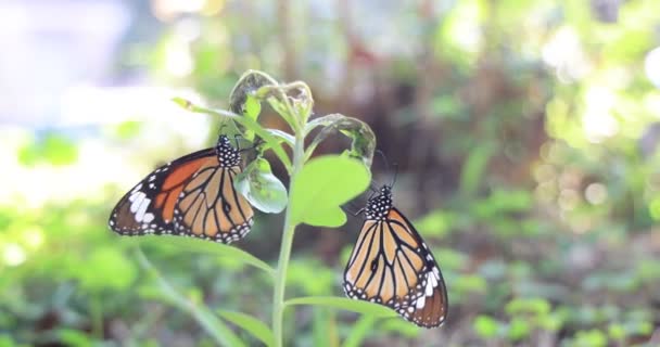 Monarques Sur Une Fleur Papillons Reposant Sur Des Fleurs — Video
