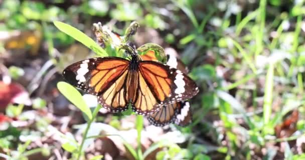 Монархи Квітці Метелики Спираються Квіти — стокове відео