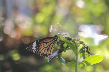 Çiçeklerdeki krallar, çiçeklerdeki kelebekler