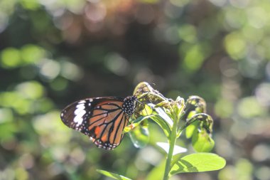Çiçeklerdeki krallar, çiçeklerdeki kelebekler