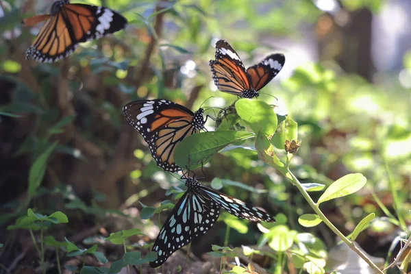 Монархи Цветке Бабочки Цветах — стоковое фото