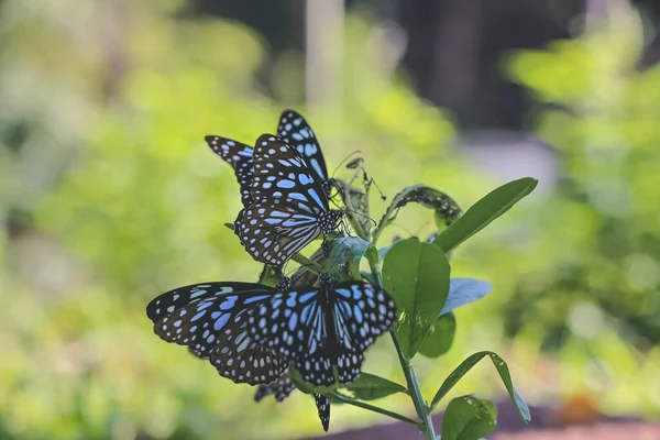 Монархи Квітці Метелики Спираються Квіти — стокове фото