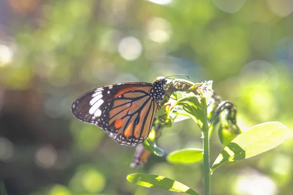 stock image monarchs on a flower, butterflies resting on flowers