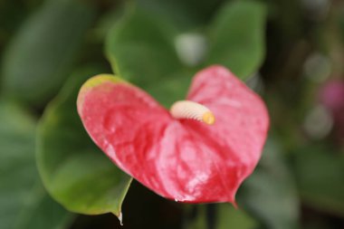 Anthurium veya Flamingo Çiçeği, doğanın konsept görüntüsü.