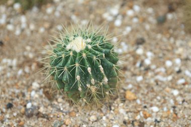 Astrofittum asterias kaktüs yeşilimsi, doğa konsepti görüntüsü.