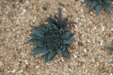 Astrofittum asterias kaktüs yeşilimsi, doğa konsepti görüntüsü.