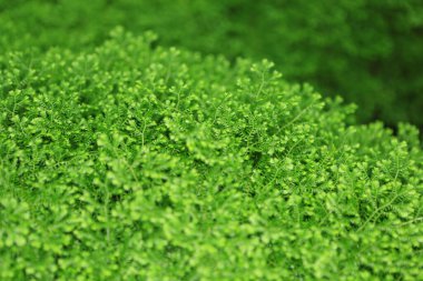 Yeşil yapraklar arka plan, doğa konsepti resmi