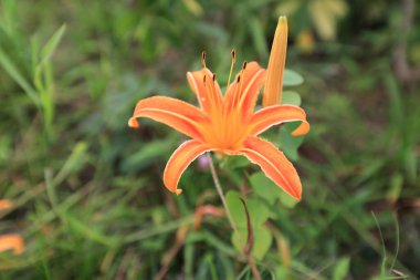Sarı Asyalı melez zambaklar çiçek tarhında