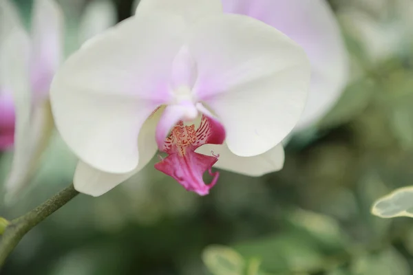 Fresh Orchid Flower Nature Concept Image — Stock Photo, Image