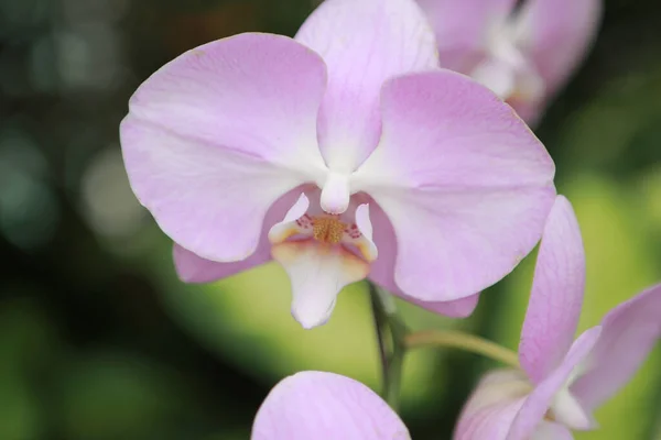 Frische Orchideenblume Das Image Der Natur — Stockfoto