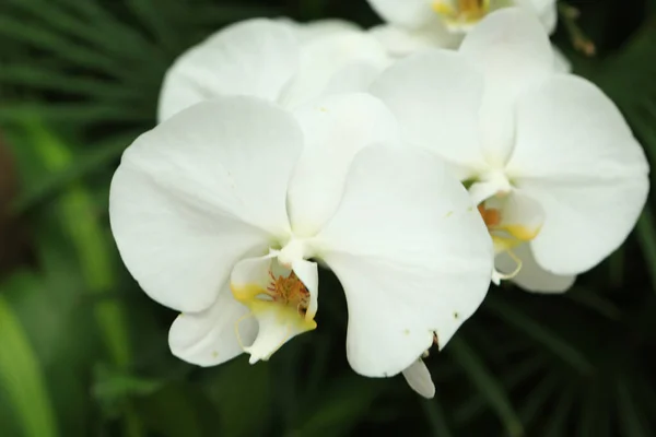 Свіжа Квітка Орхідеї Зображення Концепції Природи — стокове фото