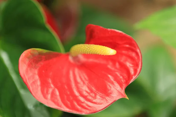 Anthurium Vagy Flamingo Flower Természet Koncepció Kép — Stock Fotó