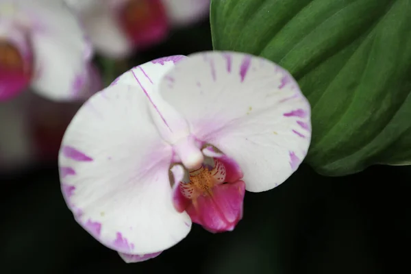 Friss Orchidea Virág Természet Koncepció Kép — Stock Fotó