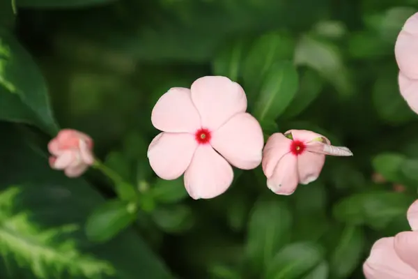Blooming Vinca Flowers Close Nature Concept Image — Stock Photo, Image