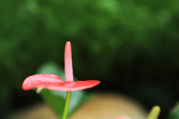 Antúrio Flamingo Flores Imagem Conceito Natureza — Fotografia de Stock