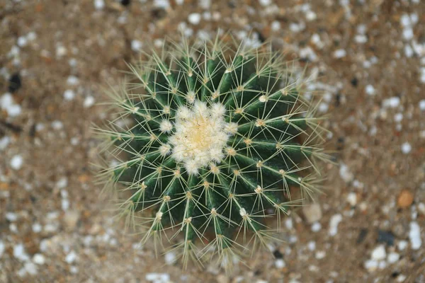 Astrophytum Asterias Kaktusa Zielonym Obraz Koncepcji Przyrody — Zdjęcie stockowe