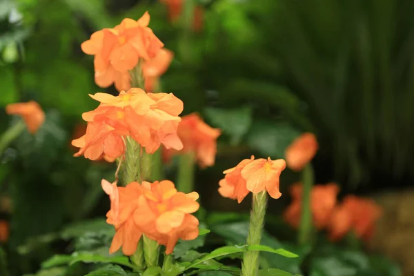 stock image the crossandra infundibuliformis, also called firecracker plan