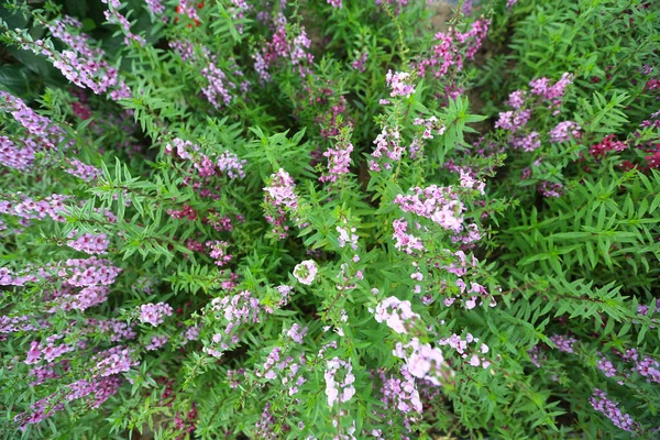 Фіолетова Квітка Ангелонії Саду Вінтажний Тон — стокове фото