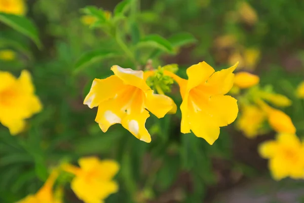 Allamanda Cathartica Also Called Golden Trumpet Flower — Stock Photo, Image