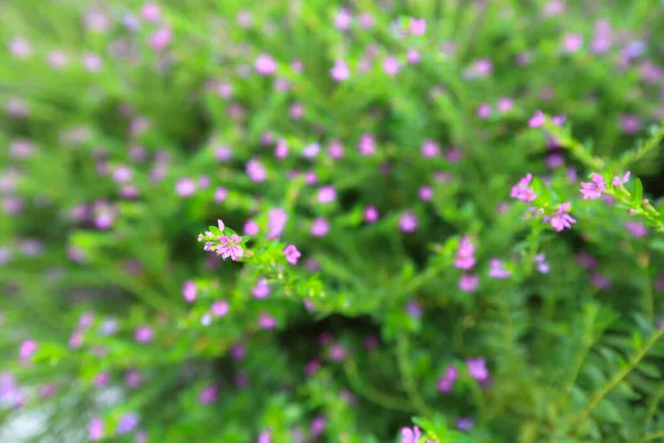 Прекрасна Фіолетова Квітка Купеї Ісофії Також Відома Фальшивий Вітер — стокове фото