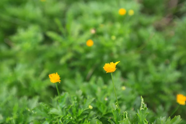 黄色のデイジーの花緑の葉の背景に — ストック写真