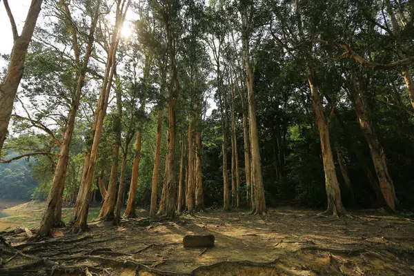 Populus Balsamifera Shing Mun Country Park — Stok Foto