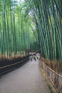 11 Nisan 2012 Kyoto, Japonya 'daki Arashiyama Bambu Ormanı