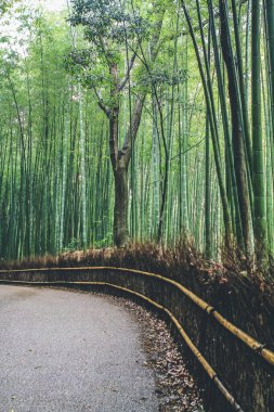 11 Nisan 2012 Kyoto, Japonya 'daki Arashiyama Bambu Ormanı