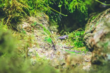 Ulusal Park 'ın altından sular aktı.