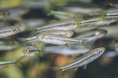 Kyoto Akvaryumu, Japonya 'da bir akvaryum tankı.