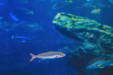 Su altı manzaralı Kyoto akvaryumu, Kyoto, Japonya