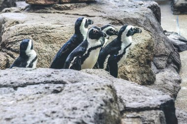 11 Nisan 2012 Galapagos penguen grubu Kyoto Akvaryumu 'nda