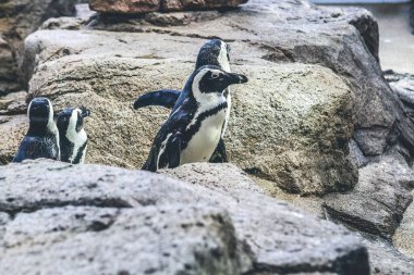 11 Nisan 2012 Galapagos penguen grubu Kyoto Akvaryumu 'nda
