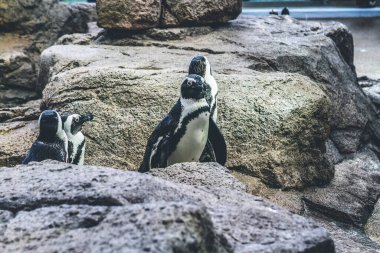 11 Nisan 2012 Galapagos penguen grubu Kyoto Akvaryumu 'nda