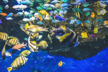 Su altı manzaralı Kyoto akvaryumu, Kyoto, Japonya