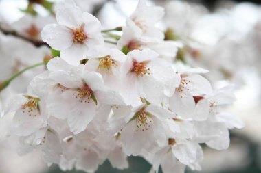 bir kiraz çiçeği bahar çiçeği sınır arkaplanı