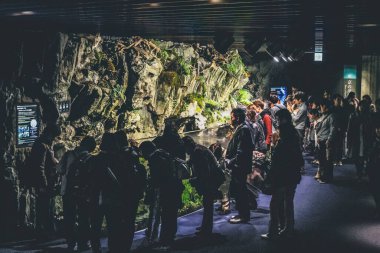 11 Nisan 2012 Kyoto Akvaryumu, Kyoto, Japonya