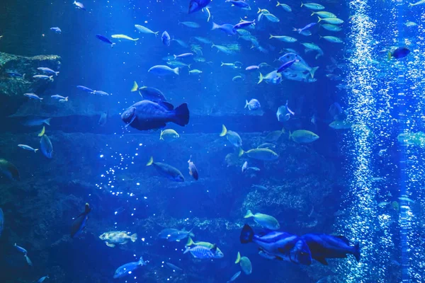 Podvodní Pohled Kjótské Akvárium Kjóto Japonsko — Stock fotografie