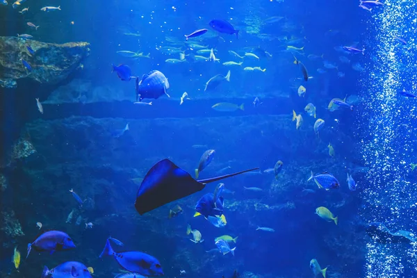 水中ビュー 京都水族館 — ストック写真